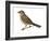 Nightingale (Luscinia Megarhynchos), Birds-Encyclopaedia Britannica-Framed Art Print