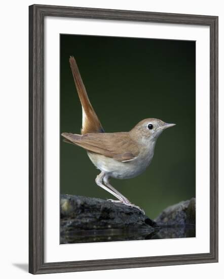 Nightingale (Luscinia Megarhynchos) Pusztaszer, Hungary, May 2008-Varesvuo-Framed Photographic Print