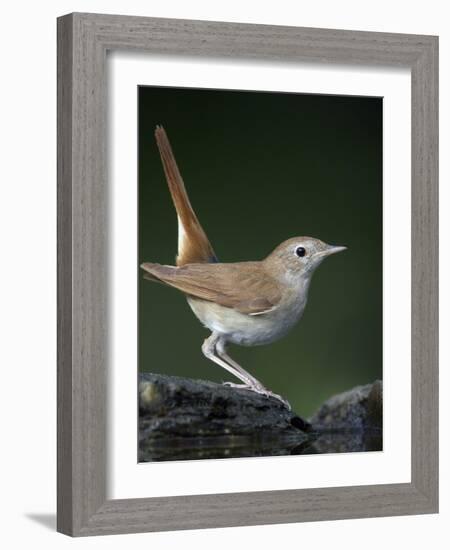 Nightingale (Luscinia Megarhynchos) Pusztaszer, Hungary, May 2008-Varesvuo-Framed Photographic Print