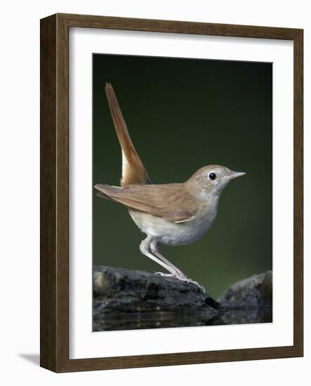 Nightingale (Luscinia Megarhynchos) Pusztaszer, Hungary, May 2008-Varesvuo-Framed Photographic Print