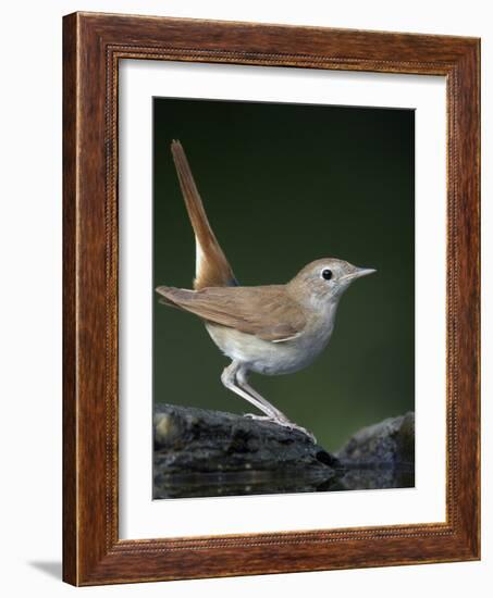 Nightingale (Luscinia Megarhynchos) Pusztaszer, Hungary, May 2008-Varesvuo-Framed Photographic Print