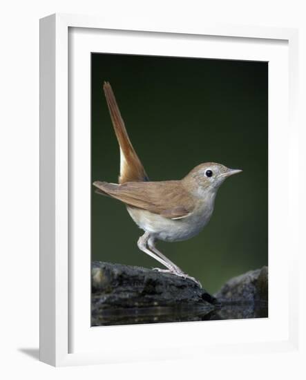 Nightingale (Luscinia Megarhynchos) Pusztaszer, Hungary, May 2008-Varesvuo-Framed Photographic Print