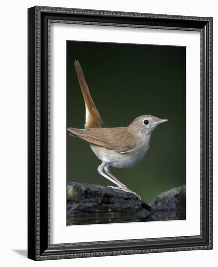 Nightingale (Luscinia Megarhynchos) Pusztaszer, Hungary, May 2008-Varesvuo-Framed Photographic Print