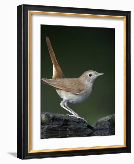 Nightingale (Luscinia Megarhynchos) Pusztaszer, Hungary, May 2008-Varesvuo-Framed Photographic Print