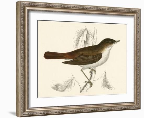 Nightingale, Morris-null-Framed Art Print