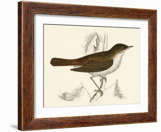 Nightingale, Morris-null-Framed Art Print