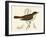 Nightingale, Morris-null-Framed Art Print