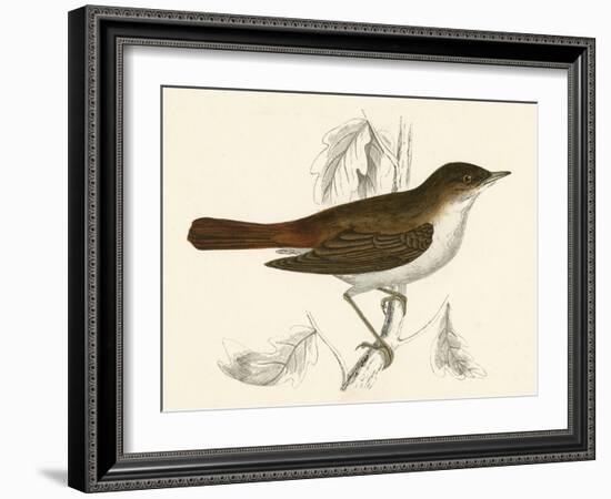 Nightingale, Morris-null-Framed Art Print