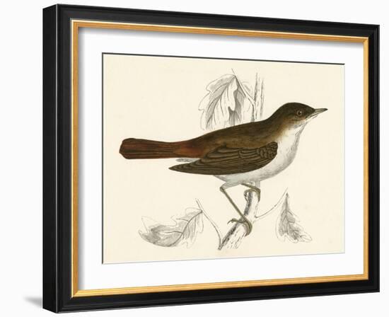 Nightingale, Morris-null-Framed Art Print