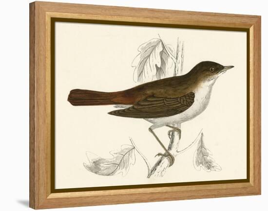Nightingale, Morris-null-Framed Stretched Canvas