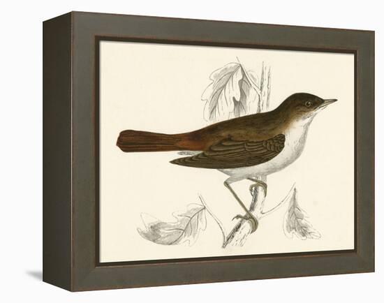 Nightingale, Morris-null-Framed Stretched Canvas