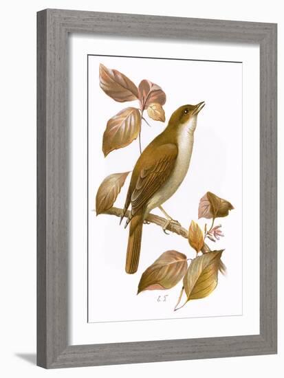 Nightingale-English-Framed Giclee Print