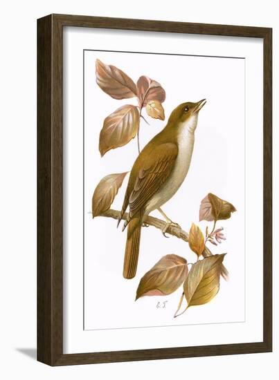 Nightingale-English-Framed Giclee Print