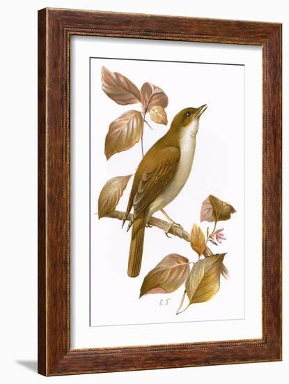 Nightingale-English-Framed Giclee Print