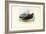 Nightjar, 1863-79-Raimundo Petraroja-Framed Giclee Print