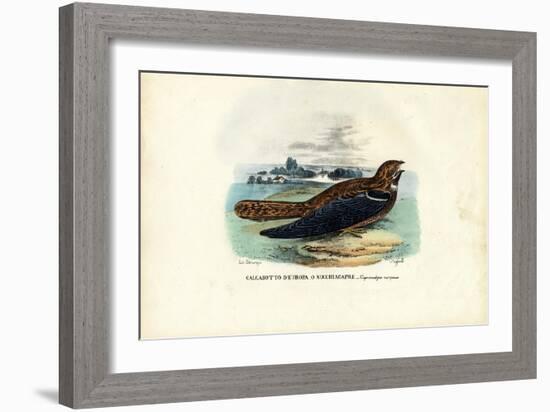 Nightjar, 1863-79-Raimundo Petraroja-Framed Giclee Print