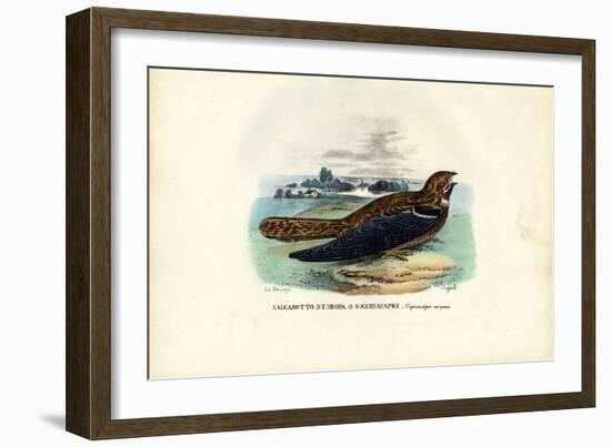 Nightjar, 1863-79-Raimundo Petraroja-Framed Giclee Print