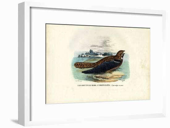 Nightjar, 1863-79-Raimundo Petraroja-Framed Giclee Print