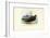 Nightjar, 1863-79-Raimundo Petraroja-Framed Giclee Print