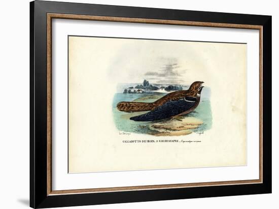 Nightjar, 1863-79-Raimundo Petraroja-Framed Giclee Print