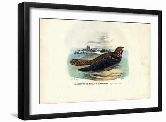 Nightjar, 1863-79-Raimundo Petraroja-Framed Giclee Print