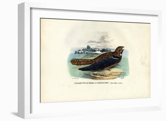 Nightjar, 1863-79-Raimundo Petraroja-Framed Giclee Print