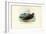 Nightjar, 1863-79-Raimundo Petraroja-Framed Giclee Print