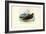 Nightjar, 1863-79-Raimundo Petraroja-Framed Giclee Print