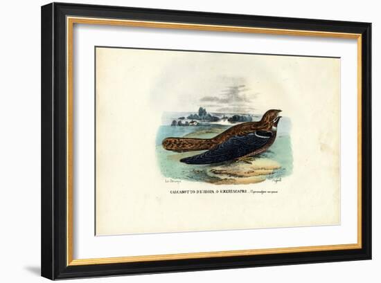 Nightjar, 1863-79-Raimundo Petraroja-Framed Giclee Print