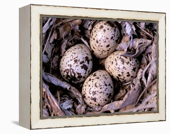 Nightjar Nest and Eggs, Thaku River, British Columbia, Canada-Gavriel Jecan-Framed Premier Image Canvas