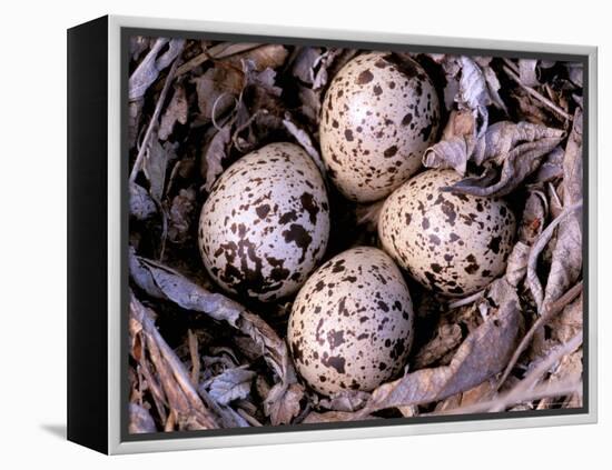 Nightjar Nest and Eggs, Thaku River, British Columbia, Canada-Gavriel Jecan-Framed Premier Image Canvas