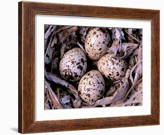 Nightjar Nest and Eggs, Thaku River, British Columbia, Canada-Gavriel Jecan-Framed Photographic Print