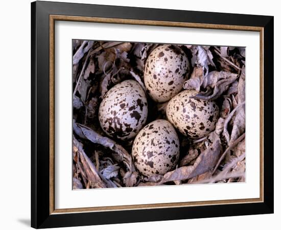 Nightjar Nest and Eggs, Thaku River, British Columbia, Canada-Gavriel Jecan-Framed Photographic Print