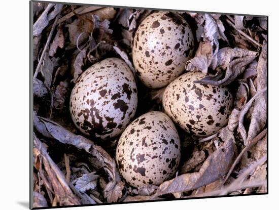 Nightjar Nest and Eggs, Thaku River, British Columbia, Canada-Gavriel Jecan-Mounted Photographic Print