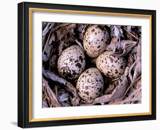 Nightjar Nest and Eggs, Thaku River, British Columbia, Canada-Gavriel Jecan-Framed Photographic Print