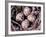 Nightjar Nest and Eggs, Thaku River, British Columbia, Canada-Gavriel Jecan-Framed Photographic Print