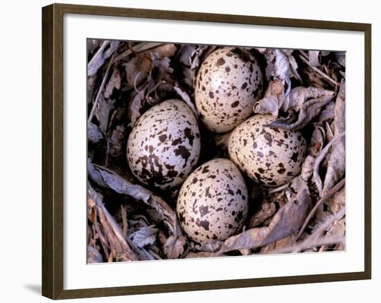 Nightjar Nest and Eggs, Thaku River, British Columbia, Canada-Gavriel Jecan-Framed Photographic Print