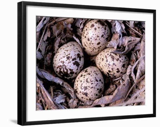 Nightjar Nest and Eggs, Thaku River, British Columbia, Canada-Gavriel Jecan-Framed Photographic Print