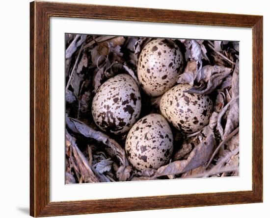 Nightjar Nest and Eggs, Thaku River, British Columbia, Canada-Gavriel Jecan-Framed Photographic Print