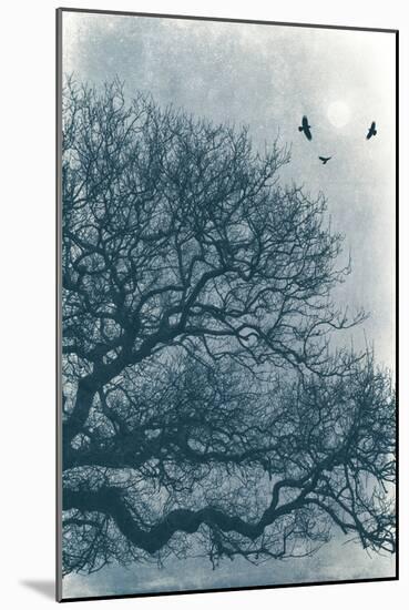 Nights Roost-David Baker-Mounted Photographic Print