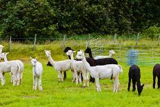 Llamas on Farm in Norway-Nik_Sorokin-Framed Photographic Print