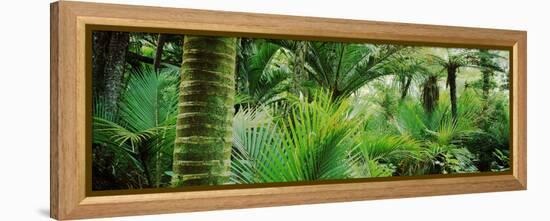 Nikau Palm Trees in a Forest, Kohaihai River, Oparara Basin Arches, Karamea, South Island-null-Framed Stretched Canvas