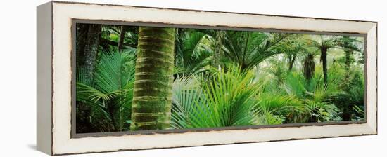 Nikau Palm Trees in a Forest, Kohaihai River, Oparara Basin Arches, Karamea, South Island-null-Framed Stretched Canvas