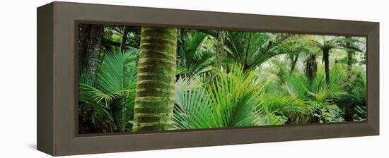 Nikau Palm Trees in a Forest, Kohaihai River, Oparara Basin Arches, Karamea, South Island-null-Framed Stretched Canvas