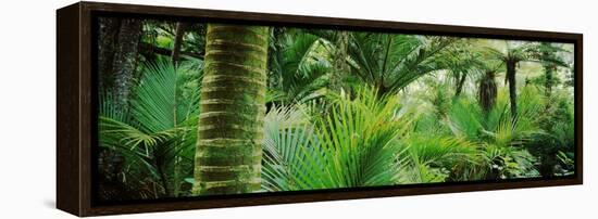 Nikau Palm Trees in a Forest, Kohaihai River, Oparara Basin Arches, Karamea, South Island-null-Framed Stretched Canvas