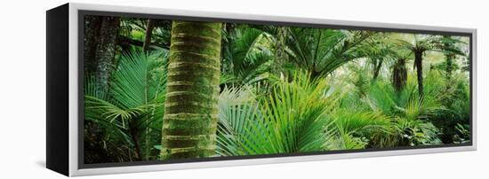 Nikau Palm Trees in a Forest, Kohaihai River, Oparara Basin Arches, Karamea, South Island-null-Framed Stretched Canvas