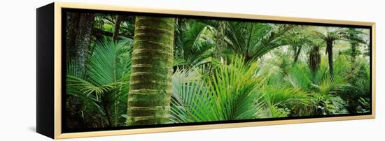Nikau Palm Trees in a Forest, Kohaihai River, Oparara Basin Arches, Karamea, South Island-null-Framed Stretched Canvas
