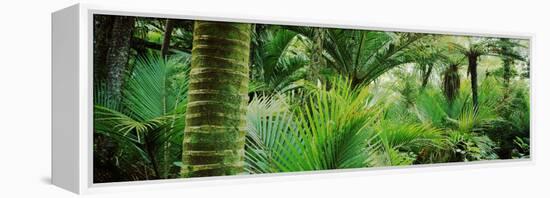 Nikau Palm Trees in a Forest, Kohaihai River, Oparara Basin Arches, Karamea, South Island-null-Framed Stretched Canvas