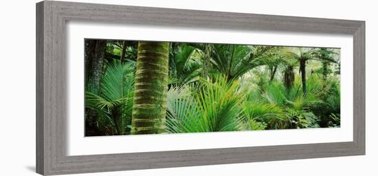 Nikau Palm Trees in a Forest, Kohaihai River, Oparara Basin Arches, Karamea, South Island-null-Framed Photographic Print