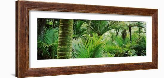 Nikau Palm Trees in a Forest, Kohaihai River, Oparara Basin Arches, Karamea, South Island-null-Framed Photographic Print